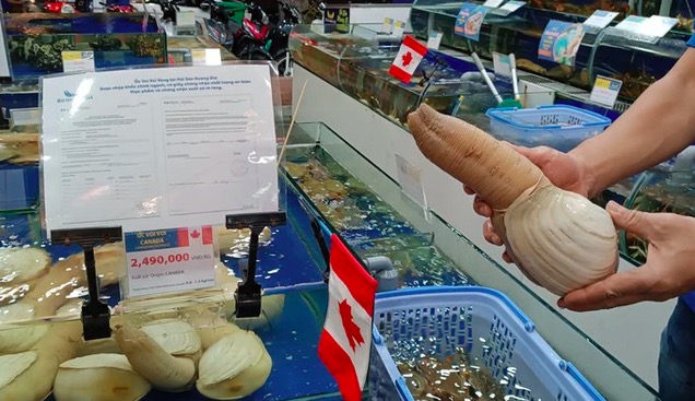 Ốc vòi voi vàng Canada bán Tết giá gần 5 triệu đồng/con